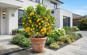 Cara Membuat Pohon Lemon Cepat Berbuah dan Panen Lebat Meski Ditanam di Pot