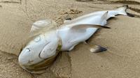 Hiu karang sirip hitam dengan kantong plastik di kepalanya ditemukan mati di Pantai Palawan. (dok. Facebook&nbsp;Tammy Lim)