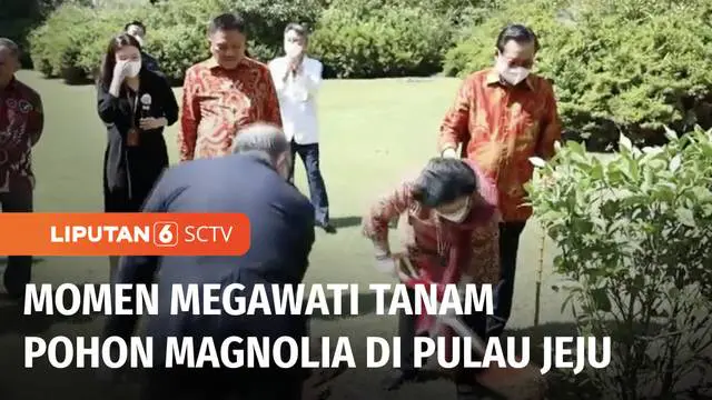 Dalam kunjungannya ke Korea Selatan sebagai pembicara kunci dalam Jeju Forum 2022, Megawati mengingatkan masyarakat untuk mencintai lingkungan. Megawati menyempatkan menanam pohon magnolia secara simbolis di Pulau Jeju.