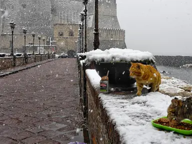 Dua ekor kucing memakan makanan saat salju tebal turun di sekitar Castel dell'Ovo, Naples, Italia, Selasa (27/2). (ANSA/CIRO FUSCO)