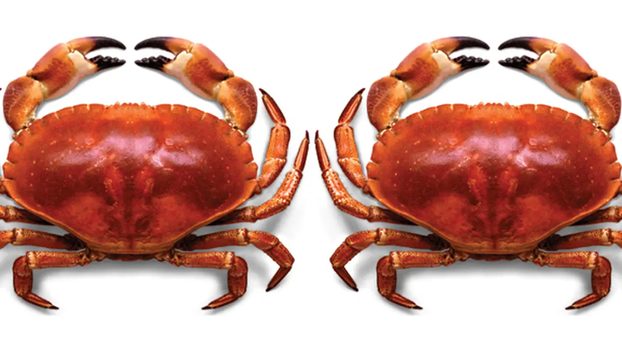 (C) devoncrab.com