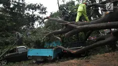 Petugas kepolisian bersama unsur masyarakat berupaya melakukan proses pemotongan pohon besar yang tumbang akibat Hujan dan Angin di wiliyah Serua, Ciputat, Rabu (12/12). (merdeka.com/ arie basuki)