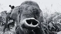 Gajah Tari di Taman Nasional Tesso Nilo Mati, Selamat Jalan Duta Pelestari Hutan