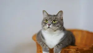 Kenapa Kucing Suka Membawa Hewan atau Benda ke Rumah? Bisa Jadi Tanda Kedekatan