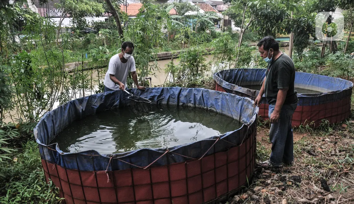 Warga saat melakukan perawatan kolam lele di kolong Tol Becakayu, Cipinang Melayu, Jakarta Timur, Minggu (20/3/2022). Untuk pengairan kolam, warga menggunakan aliran Kalimalang. (merdeka.com/Iqbal S. Nugroho)