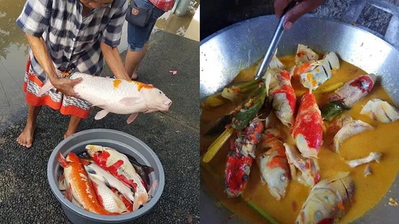 Aksi Warganet Masak Ikan Koi Dibumbu Gulai Ini Bikin Elus Dada