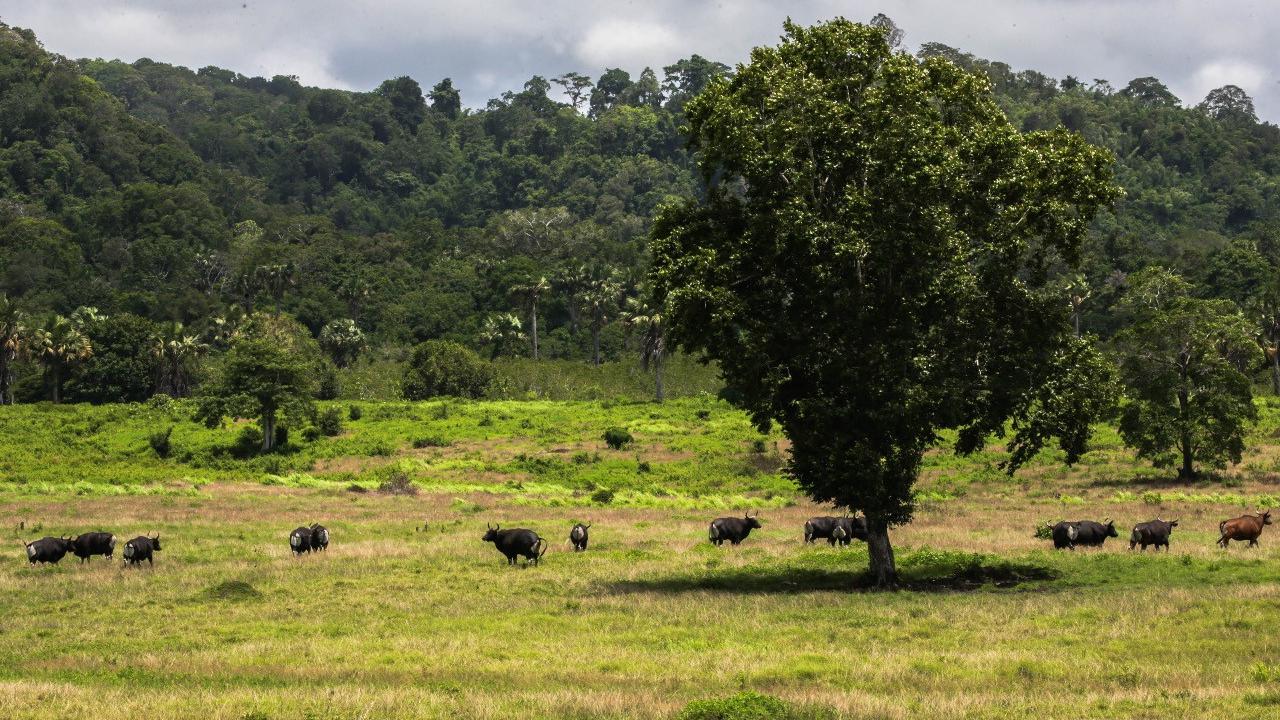 Padang Savana Taman Nasional Alas Purwo Banyuwangi (Istimewa)
