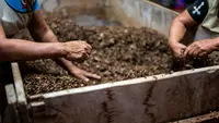 Jenis Pupuk Paling Baik untuk Tanaman Cabai, Hasil Panen Melimpah dan Minim Gagal