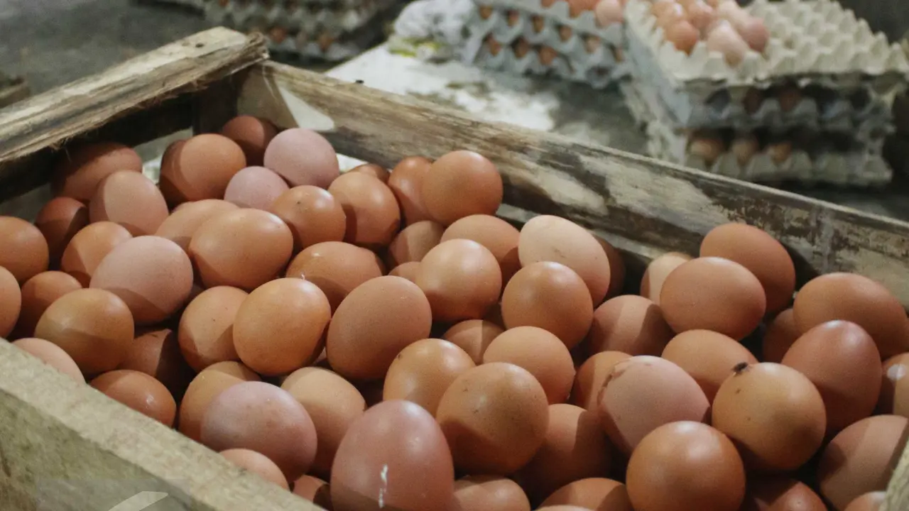 Harga-Telur-Ayam