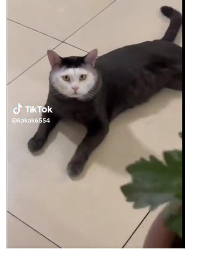 8 Motif Bulu Kucing Hitam Putih Ini Unik Banget, Bikin Senyum Sendiri