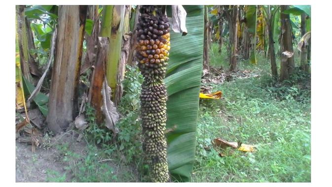 11 jenis pisang di indonesia, kenali cara mengolahnya agar nikmat kala dikonsumsi
