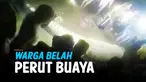 WARGA BELAH PERUT BUAYA YANG DIDUGA MEMANGSA BOCAH