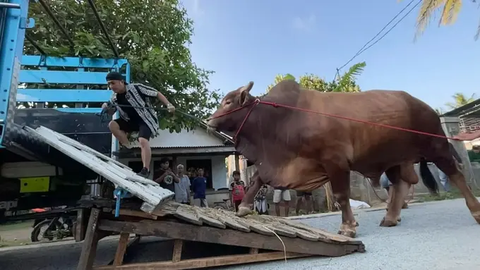 Irfan Hakim dan sapi kurban (Instagram/irfanhakim75)