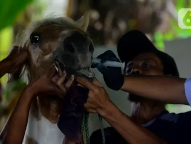 Dokter hewan Dinas Ketahanan Pangan, Kelautan dan Pertanian (KPKP) memeriksa kesehatan kuda delman di Jakarta, Sabtu (9/5/2020). Kegiatan tersebut dilakukan untuk memberi bantuan pakan dan pemeriksaan kesehatan kuda delman yang tidak beroperasi saat PSBB Jakarta. (merdeka.com/Imam Buhori)