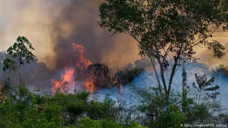 Kebakaran dahsyat di hutan hujan Amazon Brasil (AFP/A. Scorza)