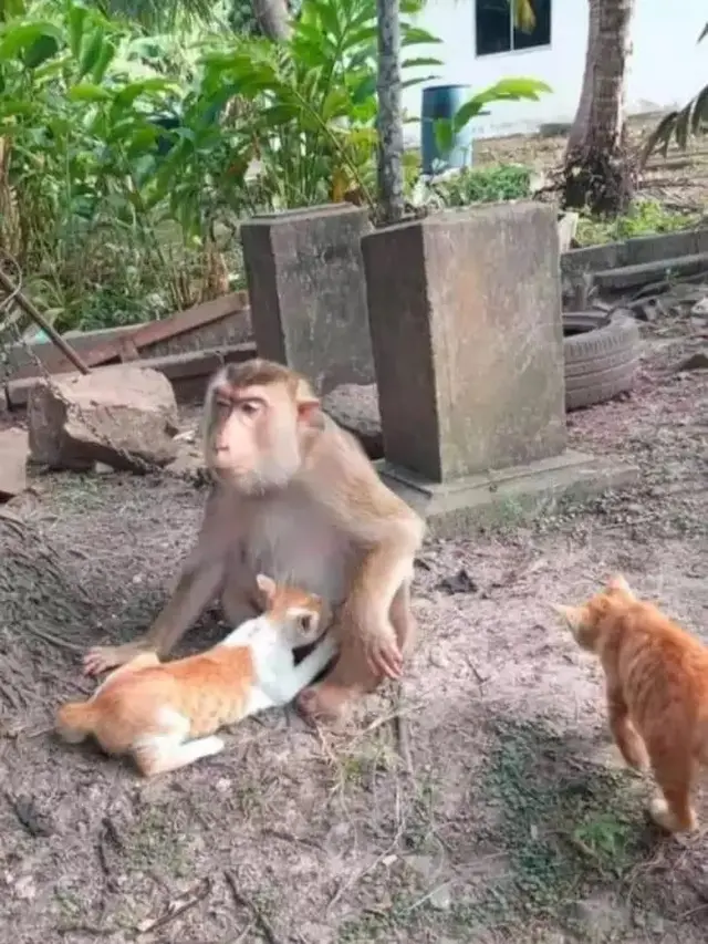 7 Potret Nyeleneh Hewan Salah Asuh, Ada Kucing yang Menyusu dengan Monyet