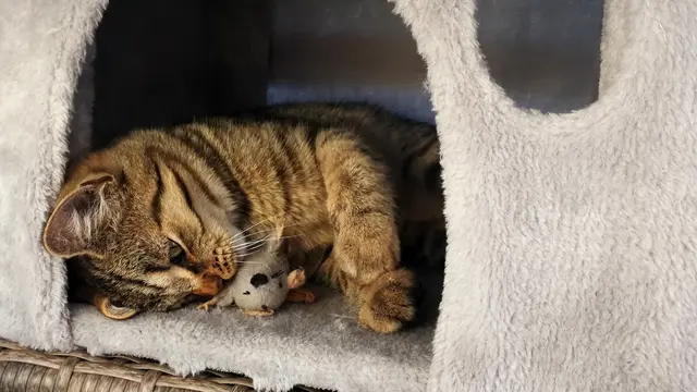 Mitos dan fakta bulu kucing