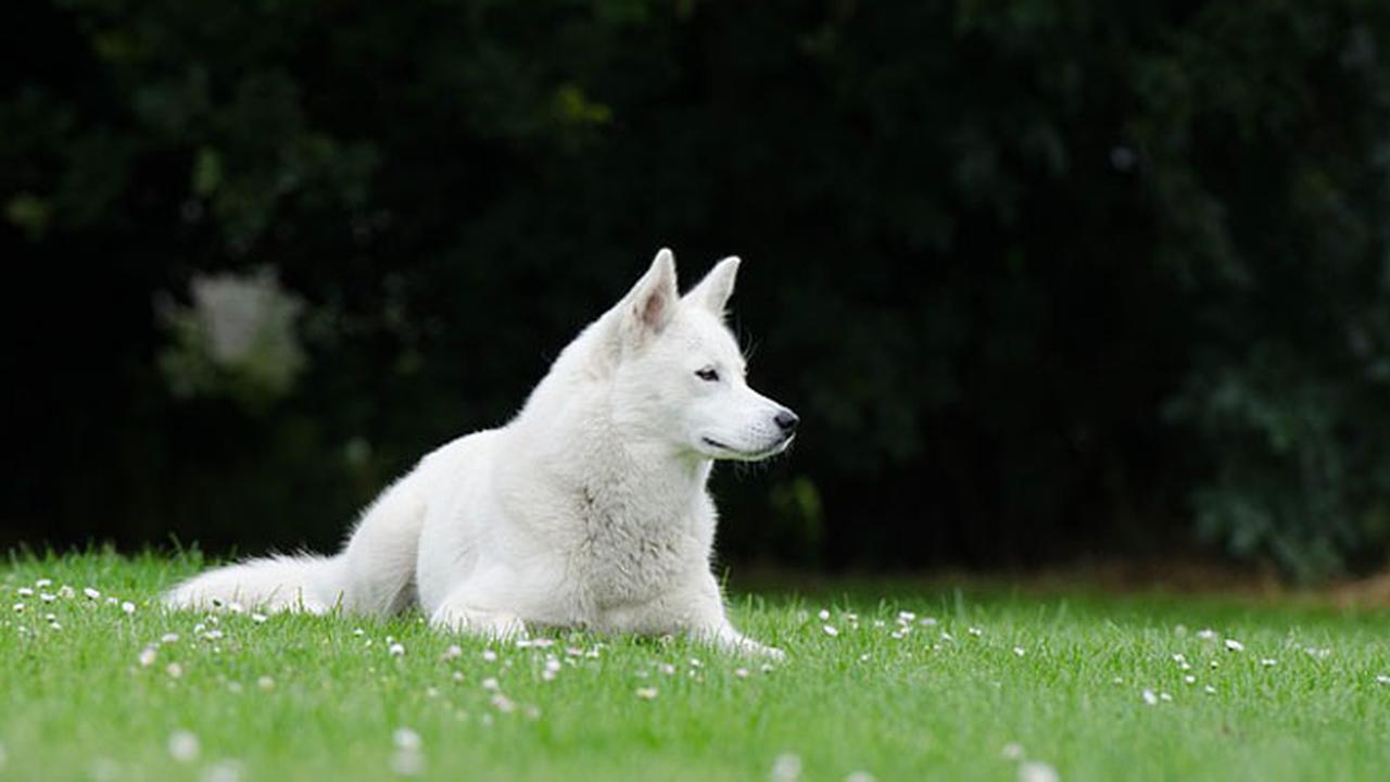 6 Ras Anjing yang Dianggap Paling Berbahaya