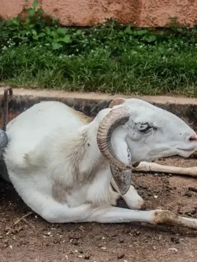 Kambing Dipenjara