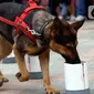 Satuan Polisi Satwa K9 bersama anjing pelacak khusus melakukan simulasi pendeteksian bahan peledak di area Car Free Day,Bundaran HI, Jakarta, Minggu, (16/2/2020). Simulasi untuk mengedukasi tentang cara kerja anjing pelacak saat menemukan bahan peledak yang disembunyikan. (Liputan6.com/Johan Tallo)