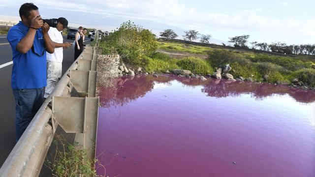 Danau Di Hawaii Berubah Jadi Pink