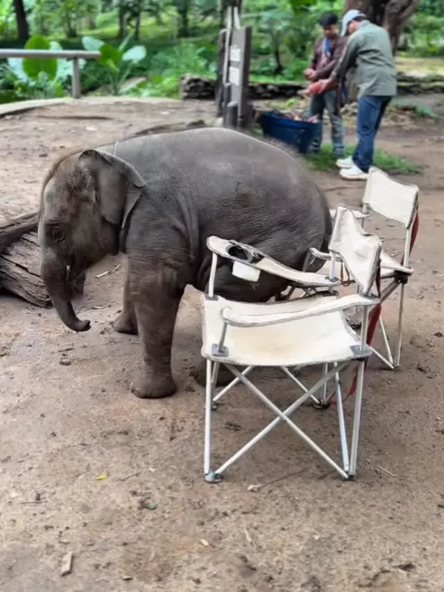 Anak Gajah