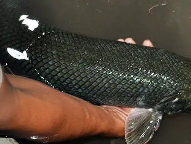 Citizen6, Mojokerto: Ikan ini sepintas seperti ikan pada umumnya, namun jika diperhatikan kepalanya mirip Buaya dan bergigi tajam. Ada sebagian warga yang mengatakan bahwa hewan tersebut merupakan penunggu kolam tersebut. (Pengirim: Fariz Bagraff)