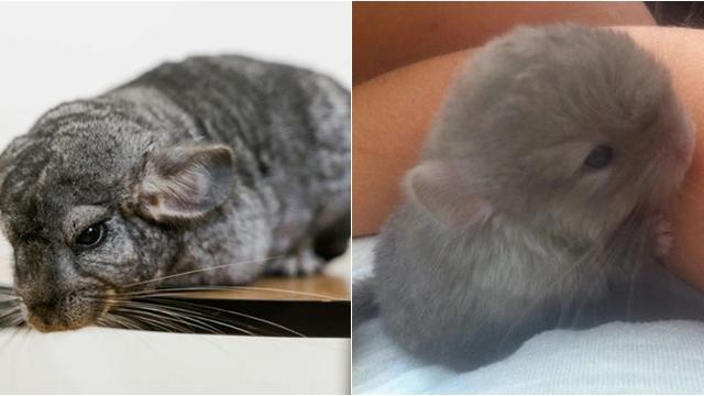 6 Potret Bayi Hewan yang Jarang Diketahui Bentuknya, Lucu hingga Seram Sejak Lahir