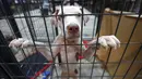 Seekor anjing berada dikandang di NRG Arena di Houston, AS (13/9). Relawan mengamankan sekitar 400 anjing dan 100 kucing untuk membantu menyatukan pemilik dengan hewan peliharaannya yang hilang akibat Badai Harvey. (Karen Warren/Houston Chronicle via AP)