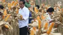Presiden Jokowi didampingi Ibu Negara Iriana memanen jagung bersama petani saat panen raya jagung di Perhutanan Sosial, Ngimbang, Tuban, Jawa Timur, Jumat (9/3). Kegiatan ini merupakan rangkaian kunjungan kerja di Jawa Timur. (Liputan6.com/Angga Yuniar)