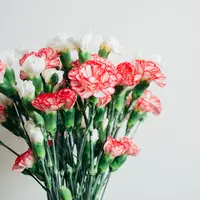 ilustrasi bunga/Photo by Natasha Welingkar on Unsplash