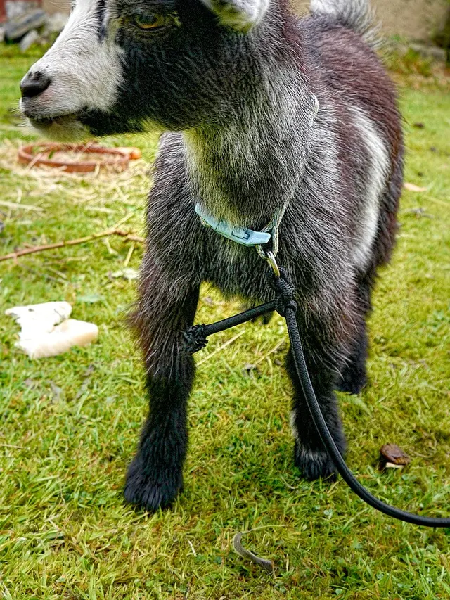 Kambing Pygmy (Image by 250432 from Pixabay)