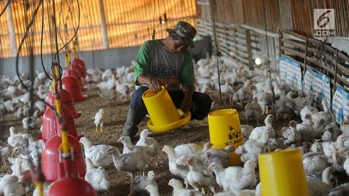 Peternak Tertekan Biaya Pakan Meski Harga Ayam Naik