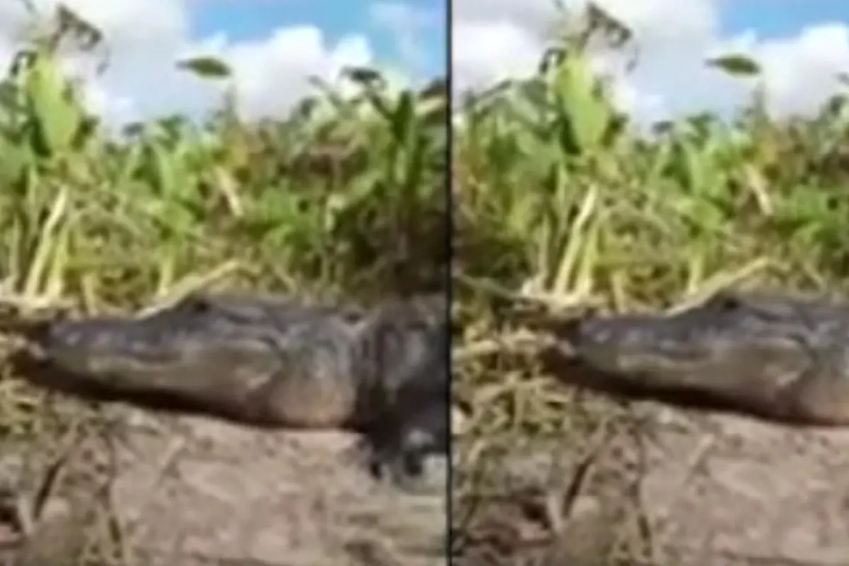Aligator