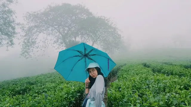 Kebun teh
