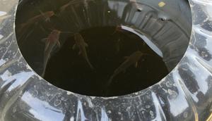 Cara Membuat Kolam Ternak Lele dari Galon Bekas (Gemini)