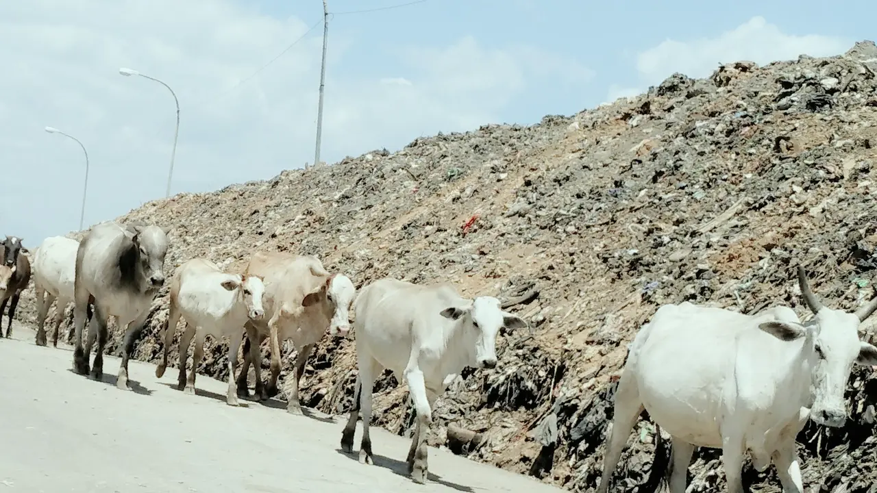 sapi makan sampah makassar