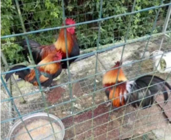 Hewan-hewan di kebun binatang baru di Tiongkok. Credits: Credits: weixin.qq.com via Shanghaiist