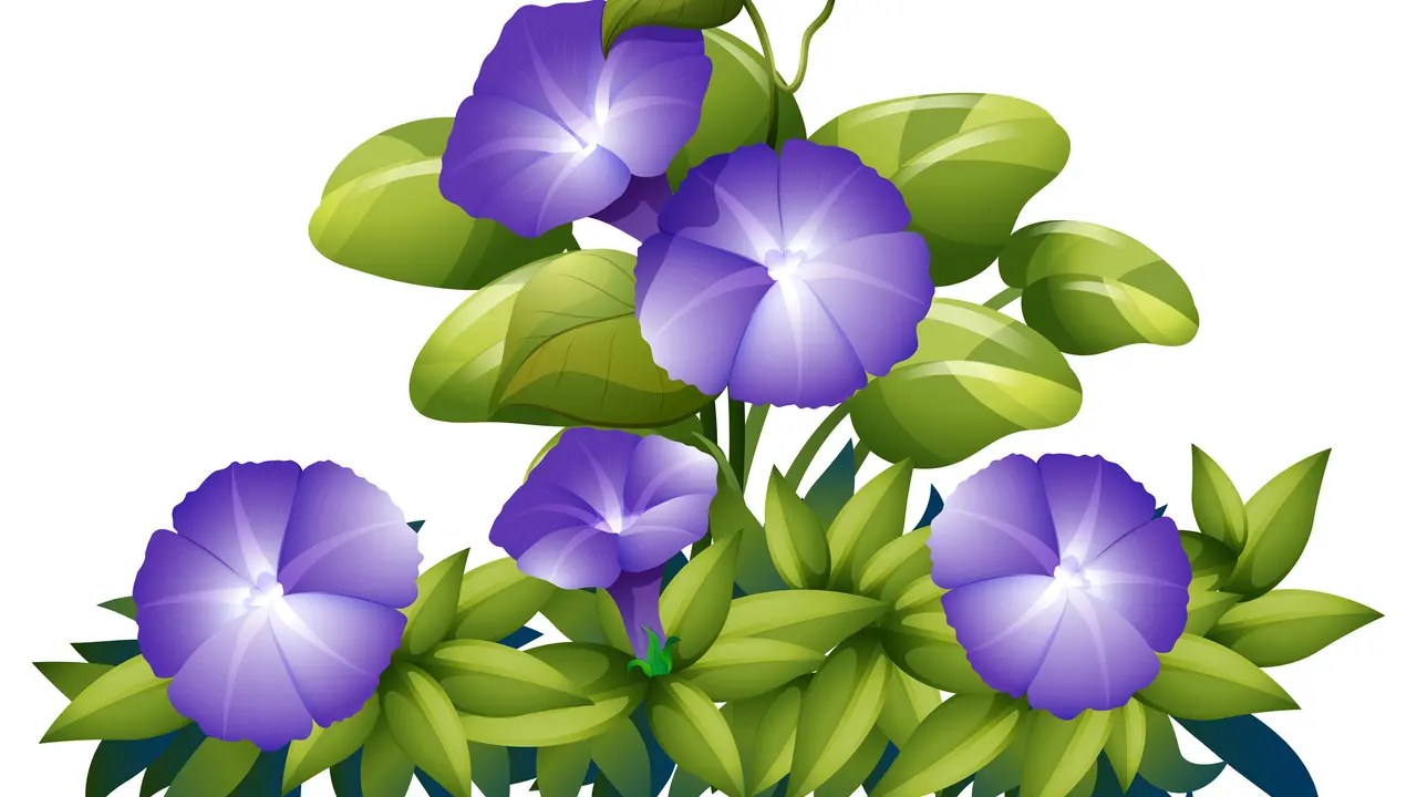 Ilustrasi morning glory