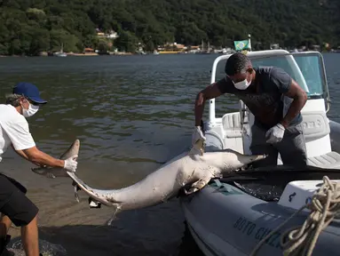 Ahli biologi, Leonardo Flach menarik bangkai lumba-lumba yang ditemukan mati mengapung di Teluk Sepetiba, 72 km dari Rio de Janeiro, Brasil, Kamis (11/1). Lebih dari 80 lumba-lumba mati dalam jangka waktu 18 hari terakhir di teluk itu. (AP/Leo Correa)