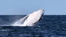 Seekor paus bungkuk muncul ke permukaan air di Teluk Jervis, Sydney selatan, Australia, pada 23 September 2020. (Xinhua/Bai Xuefei)