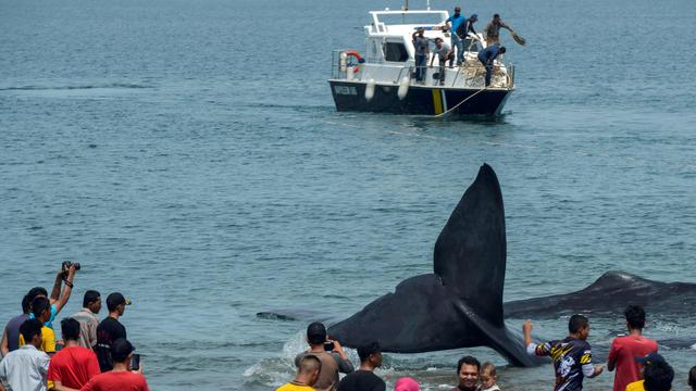 Mengenal Seluk Beluk Muntahan Paus Emas Yang Mengambang Di Laut Regional Liputan6 Com