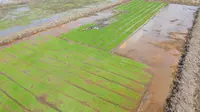 Pakar Ungkap Cetak Sawah Sebagai Langkah Cerdas untuk Kemandirian Pangan