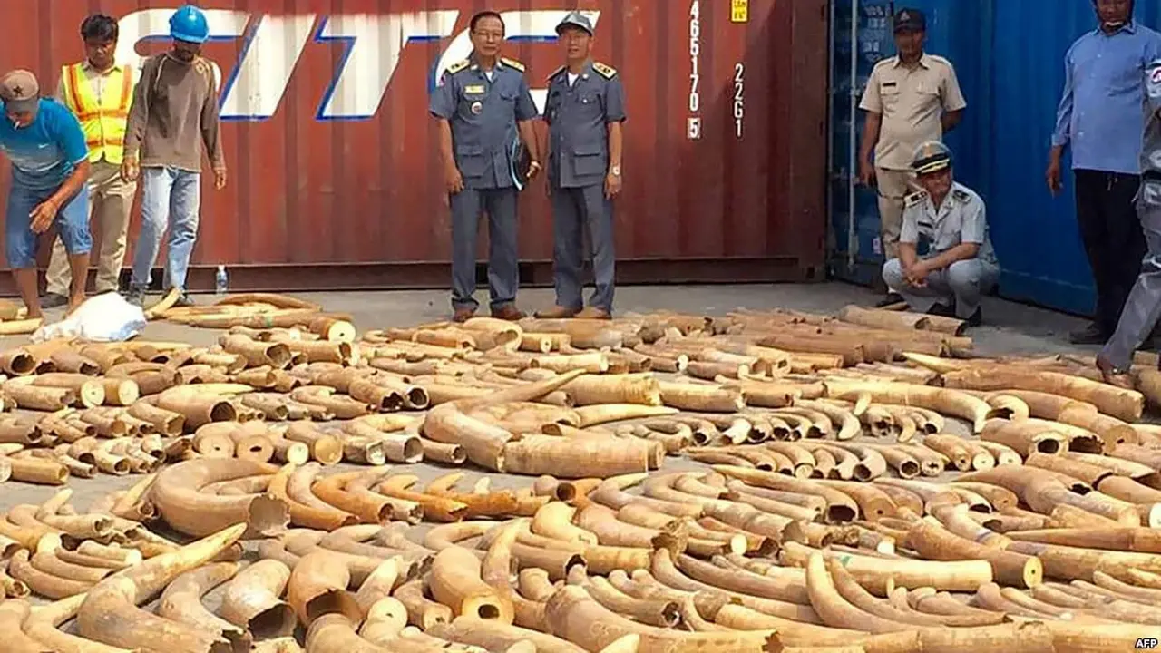 ihak berwenang Kamboja menyita 3 ton gading Afrika dalam peti kemas tanpa keterangan di pelabuhan Phnom Penh (AFP)