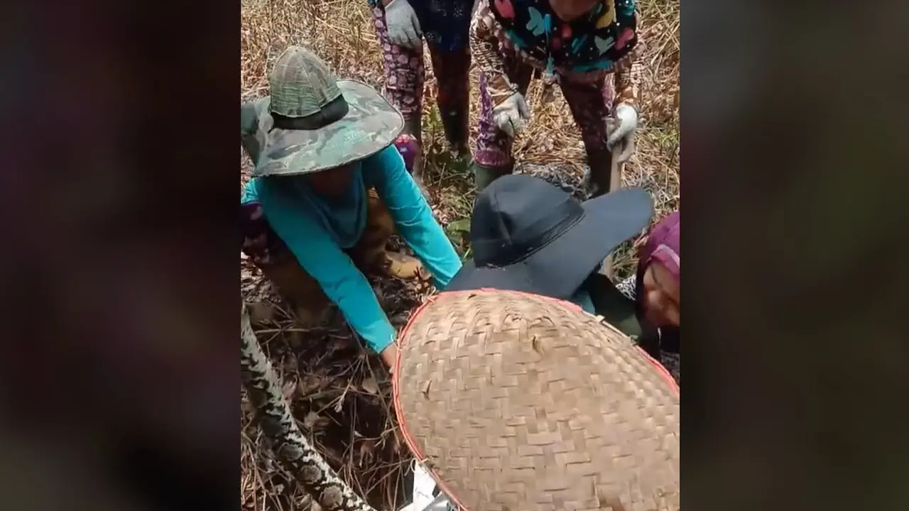 Viral Emak-Emak Kompak Tangkap Ular Piton di Perkebunan, Sukses Bikin Warganet Kagum
