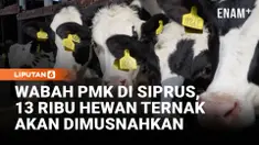 Siprus memulai vaksinasi massal ternak untuk menahan wabah penyakit mulut dan kuku yang telah menyerang 11 peternakan. Sekitar 13 ribu hewan ternak akan dimusnahkan, sementara pemerintah memastikan produksi dan ekspor keju halloumi tetap aman.
