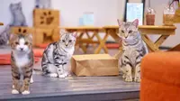 Alasan yang Nggak Umum Tentang Kebiri Kucing, Kamu Wajib Baca!