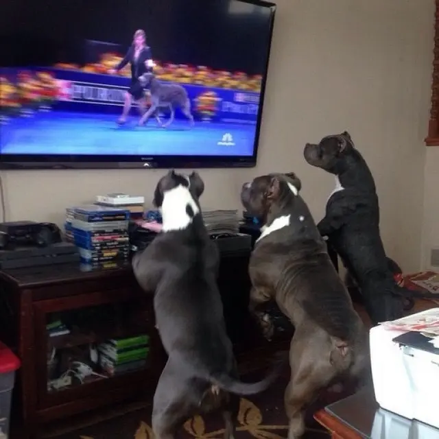 Anjing layaknya manusia (Sumber: Brightside)