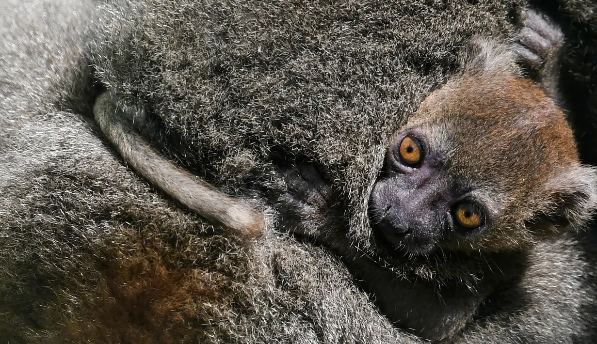 Seekor bayi Lemur bambu besar (Prolemur simus) menempel pada induknya, Veloma, di Kebun binatang Besancon, Prancis, Kamis (1/8/2019). Bayi tersebut lahir pada 2 Juli 2019 dari induk bernama Veloma (6) dan Ivongo (14). (Photo by SEBASTIEN BOZON / AFP)