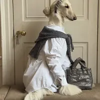 Samantha Anjing Ras Afghan Hound yang fashionable. [@samantharuthprabhuoffl]